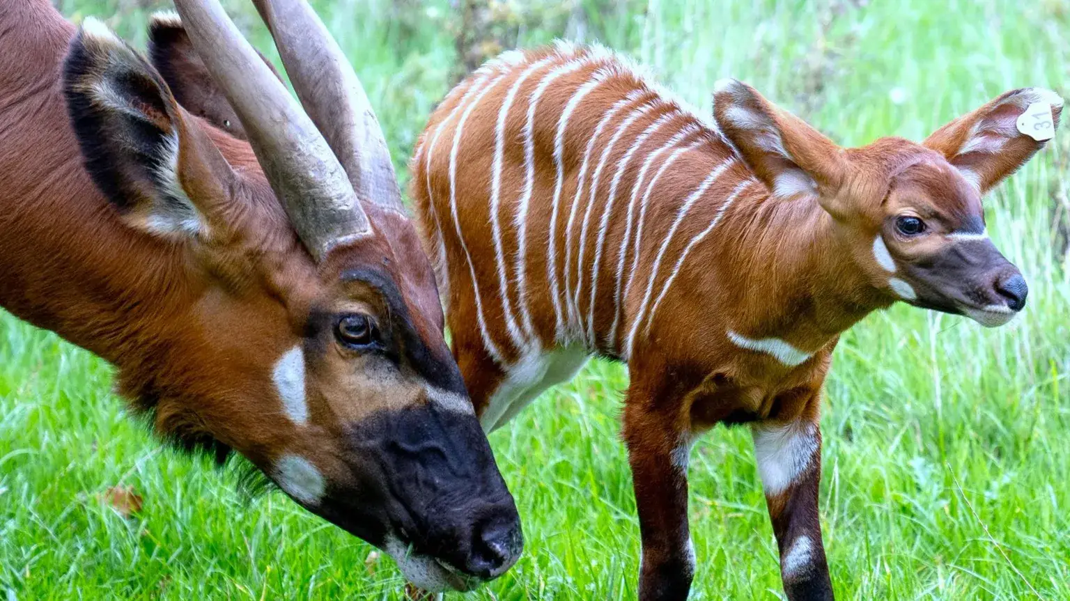 At Woburn Safari Park, a critically endangered eastern mountain bongo calf—its first female in over a decade—has been born. This milestone supports the species’ survival efforts and strengthens collaboration in wildlife conservation across continents.