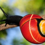 A dynamic collaboration between Cuban and UK scientists has launched a mission to protect Polymita tree snails—unquestionably among the most beautiful species—threatened by overcollection. Bright hope blooms through breeding programs and scientific passion to preserve these living jewels for tomorrow.