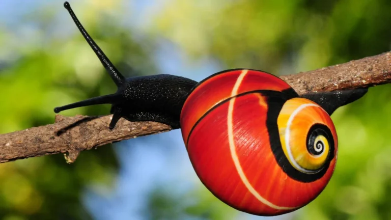 A dynamic collaboration between Cuban and UK scientists has launched a mission to protect Polymita tree snails—unquestionably among the most beautiful species—threatened by overcollection. Bright hope blooms through breeding programs and scientific passion to preserve these living jewels for tomorrow.