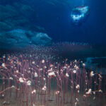 A groundbreaking deep-sea expedition discovered vibrant animal communities living nearly 10 km deep—without sunlight. Fueled by chemosynthesis, these ecosystems prove life’s resilience and adaptability even in the harshest conditions.