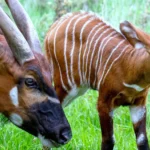 At Woburn Safari Park, a critically endangered eastern mountain bongo calf—its first female in over a decade—has been born. This milestone supports the species’ survival efforts and strengthens collaboration in wildlife conservation across continents.