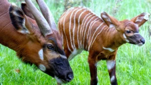 At Woburn Safari Park, a critically endangered eastern mountain bongo calf—its first female in over a decade—has been born. This milestone supports the species’ survival efforts and strengthens collaboration in wildlife conservation across continents.