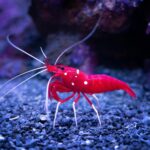 According to a recent study, antarctic krill can store 20 million metric tons of carbon annually through their sinking fecal pellets - a similar amount to that stored by “blue carbon habitats”, such as coastal ecosystems like mangroves, seagrass and salt marshes.
