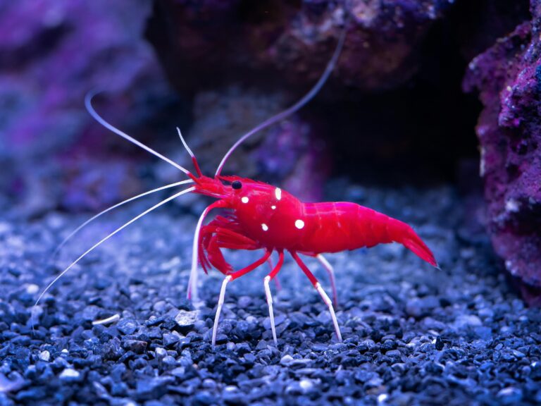 According to a recent study, antarctic krill can store 20 million metric tons of carbon annually through their sinking fecal pellets - a similar amount to that stored by “blue carbon habitats”, such as coastal ecosystems like mangroves, seagrass and salt marshes.