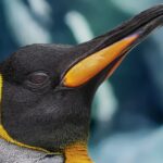 Ammonia from massive penguin guano deposits reacts with sulfur gases to form aerosol particles, seeding clouds over Antarctica. Measurements near a 60,000-strong Adélie colony showed ammonia levels 1,000× above baseline, triggering fog and cloud droplets that may help cool the surface.