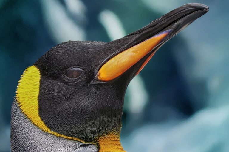 Ammonia from massive penguin guano deposits reacts with sulfur gases to form aerosol particles, seeding clouds over Antarctica. Measurements near a 60,000-strong Adélie colony showed ammonia levels 1,000× above baseline, triggering fog and cloud droplets that may help cool the surface.