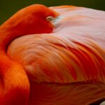 A wildlife park in Somerset celebrates the arrival of vibrant flamingo chicks, the first in years after conservationists transformed conditions for the flock. The births signal hope, resilience, and a brighter future for the species in the UK.