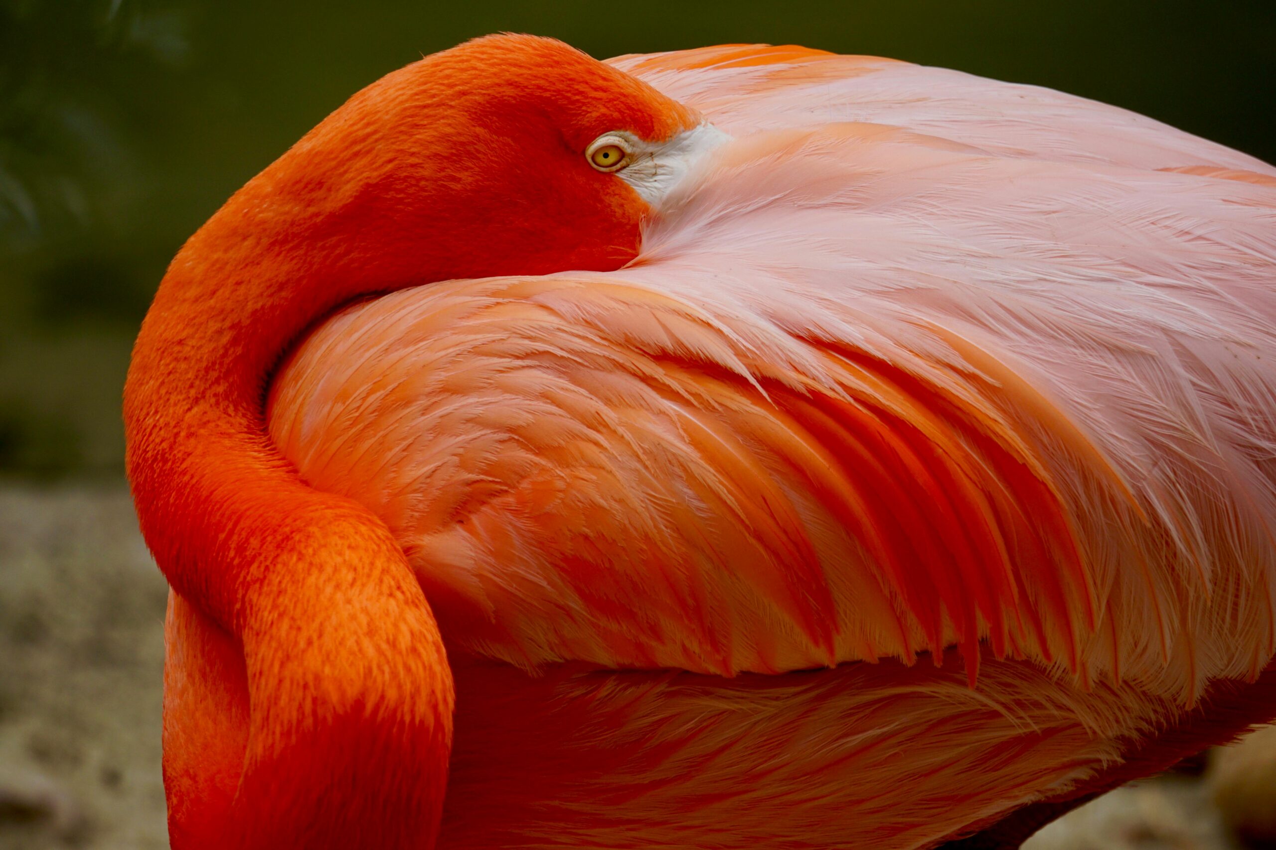A wildlife park in Somerset celebrates the arrival of vibrant flamingo chicks, the first in years after conservationists transformed conditions for the flock. The births signal hope, resilience, and a brighter future for the species in the UK.