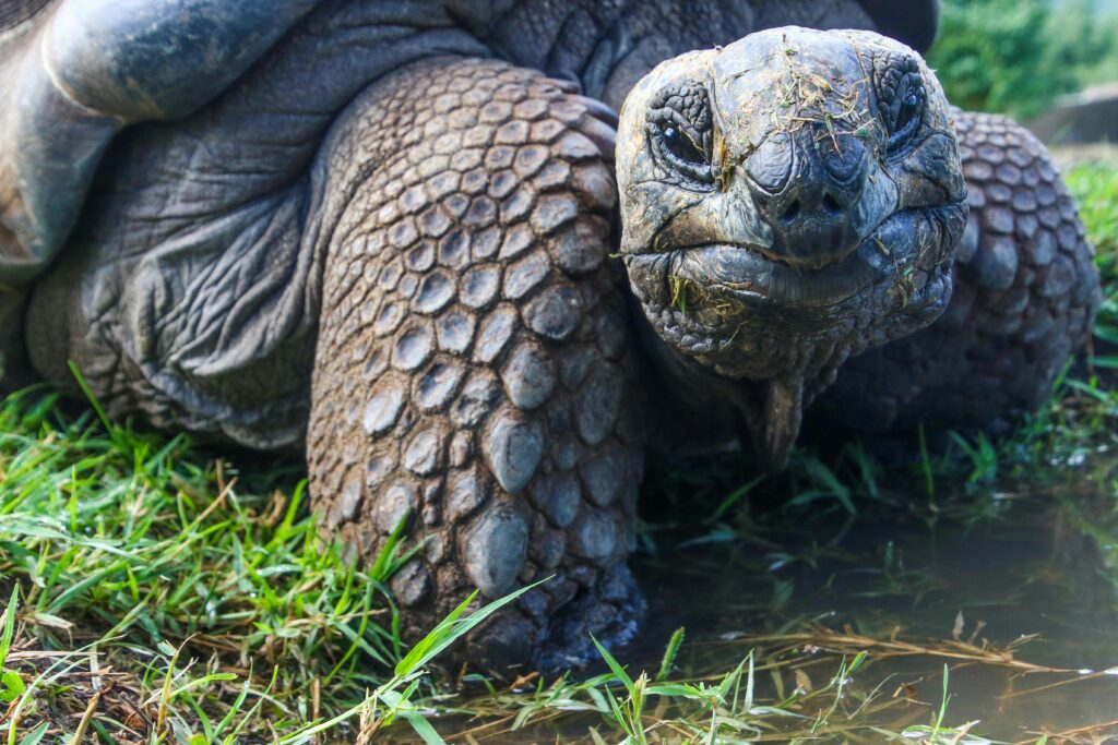 Once declared extinct, descendants of Floreana tortoises are now being reintroduced to Floreana Island. Hybrids raised in breeding centers are returning the giant tortoises to their rightful home and will play a crucial role in restoring native plants, controlling pests, and reviving ecosystems.