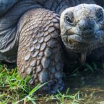 Once declared extinct, descendants of Floreana tortoises are now being reintroduced to Floreana Island. Hybrids raised in breeding centers are returning the giant tortoises to their rightful home and will play a crucial role in restoring native plants, controlling pests, and reviving ecosystems.