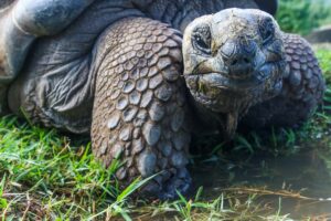 Once declared extinct, descendants of Floreana tortoises are now being reintroduced to Floreana Island. Hybrids raised in breeding centers are returning the giant tortoises to their rightful home and will play a crucial role in restoring native plants, controlling pests, and reviving ecosystems.