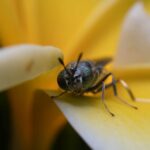 The black soldier fly larvae have a nearly insatiable appetite, eating almost four times their weight per day of any organic matter they come across, transforming it into nutrient-rich biofertilizer in a fraction of the time required for composting.
