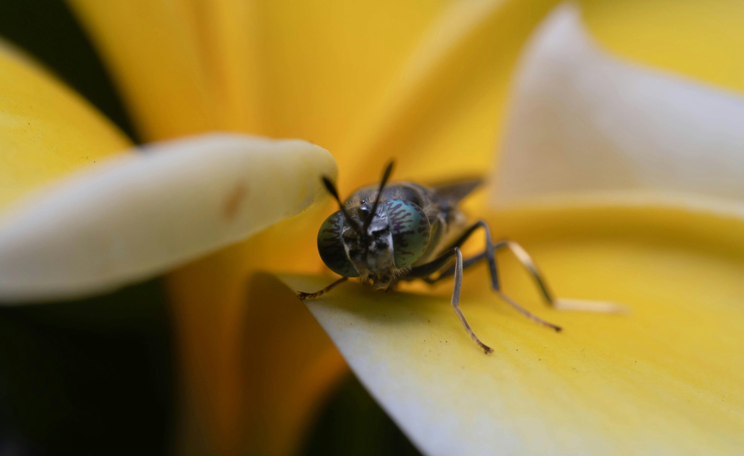 The black soldier fly larvae have a nearly insatiable appetite, eating almost four times their weight per day of any organic matter they come across, transforming it into nutrient-rich biofertilizer in a fraction of the time required for composting.