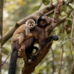 In Brazil’s Amazon, local communities led voluntary patrols across 11 years, carrying out nearly 20,000 outings. These efforts cut illegal fishing, hunting and logging by 80% in protected reserves—while government enforcement saw no decline. Real proof that empowered locals make conservation work.