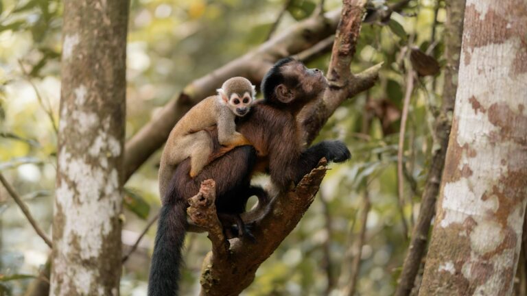 In Brazil’s Amazon, local communities led voluntary patrols across 11 years, carrying out nearly 20,000 outings. These efforts cut illegal fishing, hunting and logging by 80% in protected reserves—while government enforcement saw no decline. Real proof that empowered locals make conservation work.