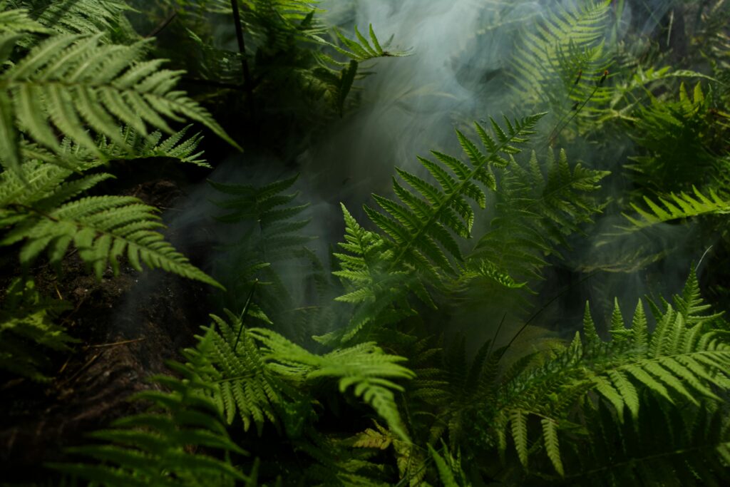In July, fire damage in Brazil's Amazon rainforest decreased by 65% year-over-year, with 1the smallest monthly total burned since 2019. Improved rainfall and increased monitoring contributed to this decline, as President Lula aims to end Amazon deforestation by 2030.