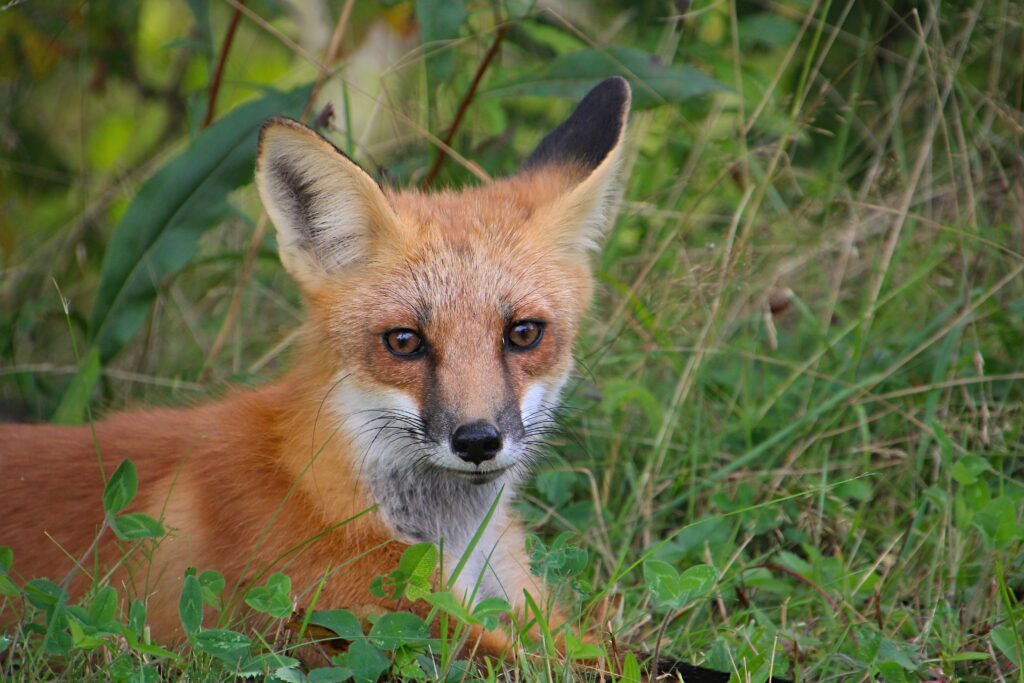 In a milestone for animal welfare, Vogue has officially gone fur-free across all its international editions. The decision, welcomed by animal rights advocates, marks a powerful shift toward sustainable and ethical fashion within one of the industry’s most influential platforms.