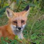 In a milestone for animal welfare, Vogue has officially gone fur-free across all its international editions. The decision, welcomed by animal rights advocates, marks a powerful shift toward sustainable and ethical fashion within one of the industry’s most influential platforms.