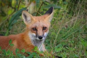 In a milestone for animal welfare, Vogue has officially gone fur-free across all its international editions. The decision, welcomed by animal rights advocates, marks a powerful shift toward sustainable and ethical fashion within one of the industry’s most influential platforms.