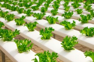Researchers from Italy made a fully biodegradable hydrogel from red algae carrageenan that can swell up to 7000%, retain water, release nutrients, and support plant growth even in drought. It cuts waste, needs very little water and works in hydroponics and soilless systems.