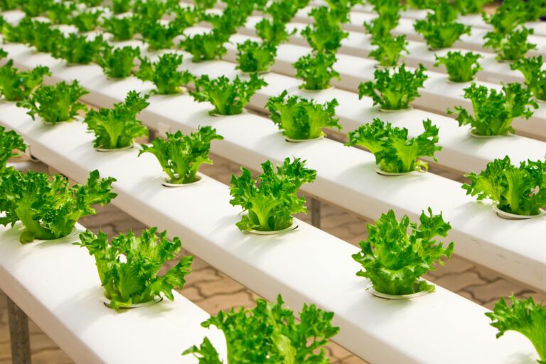 Researchers from Italy made a fully biodegradable hydrogel from red algae carrageenan that can swell up to 7000%, retain water, release nutrients, and support plant growth even in drought. It cuts waste, needs very little water and works in hydroponics and soilless systems.