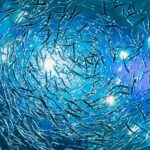A historic milestone for our oceans: the WTO’s Agreement on Fisheries Subsidies officially came into force this week. It will curb harmful subsidies that drive overfishing, protect marine life, and support coastal communities working toward a healthier, more sustainable ocean future.