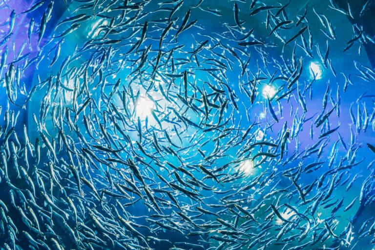 A historic milestone for our oceans: the WTO’s Agreement on Fisheries Subsidies officially came into force this week. It will curb harmful subsidies that drive overfishing, protect marine life, and support coastal communities working toward a healthier, more sustainable ocean future.