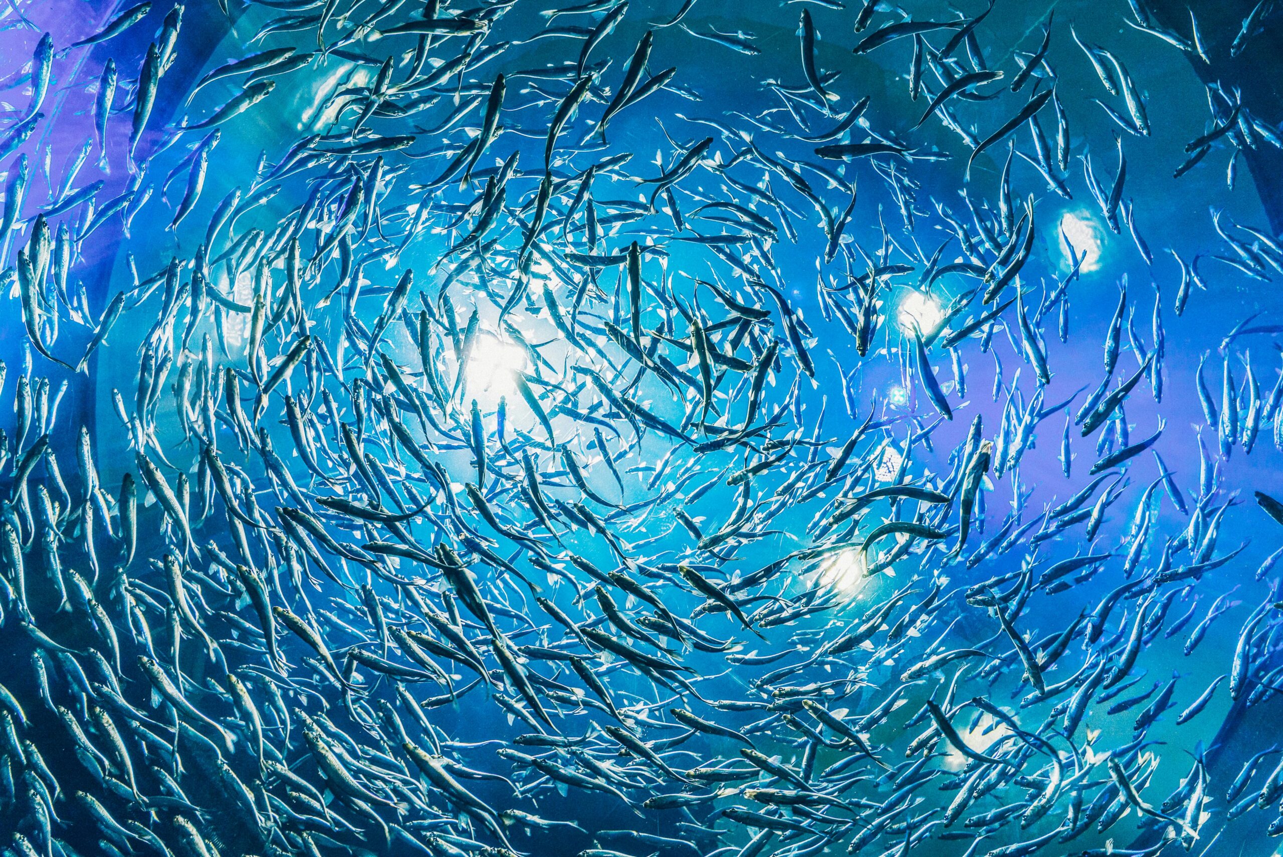 A historic milestone for our oceans: the WTO’s Agreement on Fisheries Subsidies officially came into force this week. It will curb harmful subsidies that drive overfishing, protect marine life, and support coastal communities working toward a healthier, more sustainable ocean future.