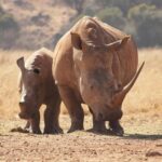 To proactively prevent poaching, South African researchers have begun injecting rhino horns with small,  radioactive tracers that are completely harmless for the animal, but make them easily detectable by border security worldwide using existing machines, and add years to the jail sentence of anyone smuggling them.