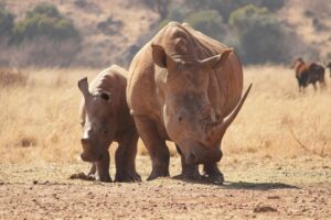 To proactively prevent poaching, South African researchers have begun injecting rhino horns with small,  radioactive tracers that are completely harmless for the animal, but make them easily detectable by border security worldwide using existing machines, and add years to the jail sentence of anyone smuggling them.
