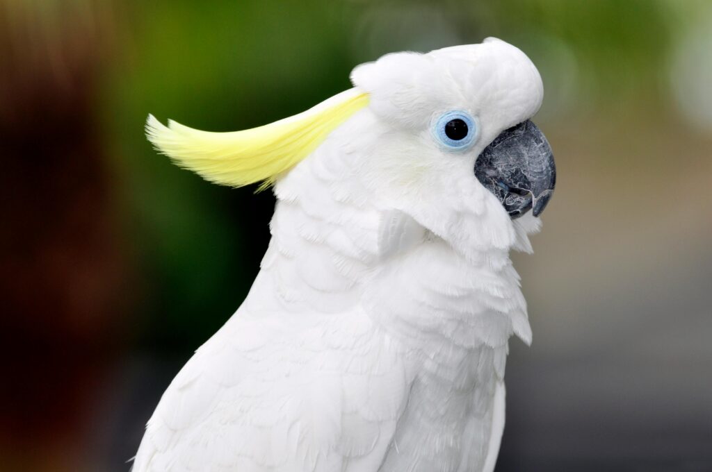 Threatened by habitat loss from typhoons and tree trimming, yellow-crested cockatoos are successfully nesting in human-built nest boxes scattered throughout city parks in Hong Kong, a symbol of how humans and wildlife can coexist in a highly urbanised environment
