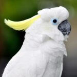 Threatened by habitat loss from typhoons and tree trimming, yellow-crested cockatoos are successfully nesting in human-built nest boxes scattered throughout city parks in Hong Kong, a symbol of how humans and wildlife can coexist in a highly urbanised environment