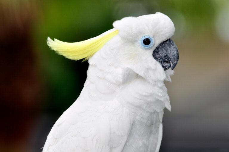 Threatened by habitat loss from typhoons and tree trimming, yellow-crested cockatoos are successfully nesting in human-built nest boxes scattered throughout city parks in Hong Kong, a symbol of how humans and wildlife can coexist in a highly urbanised environment