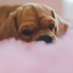 Several US colleges are allowing pets in dorms to help students cope with stress, anxiety, and homesickness and boost student engagement and connections. While service and emotional support animals are legally protected, more institutions are joyfully allowing pets with certain guidelines.