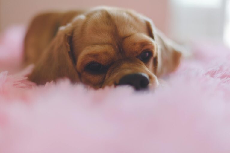 Several US colleges are allowing pets in dorms to help students cope with stress, anxiety, and homesickness and boost student engagement and connections. While service and emotional support animals are legally protected, more institutions are joyfully allowing pets with certain guidelines.