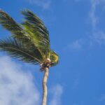 For the first time, wind and solar together provide more than one-third of Brazil’s electricity. This clean energy milestone shows how fast renewables are rising, cutting emissions while powering millions of homes with sustainable and affordable energy.