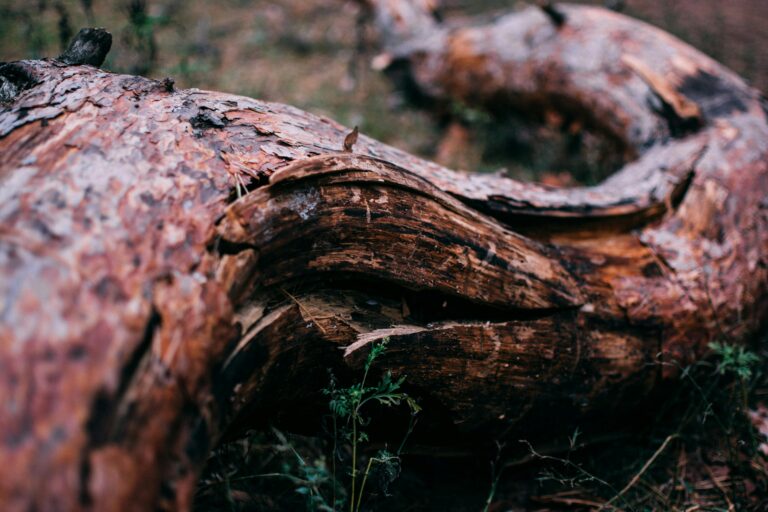 A bold new commission launched by the IUCN will safeguard the tiniest but vital beings — microbes — often overlooked but essential for human health and planetary balance. This pioneering effort maps threats, sets priorities & ensures these unseen species won’t vanish without notice.