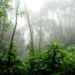 A new study reveals that 215 million hectares of degraded tropical land will naturally regenerate into forests, a cost-effective solution that could sequester over 23 billion metric tons of carbon within 30 years, in some areas surpassing the impact tree planting would have.