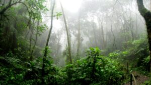 A new study reveals that 215 million hectares of degraded tropical land will naturally regenerate into forests, a cost-effective solution that could sequester over 23 billion metric tons of carbon within 30 years, in some areas surpassing the impact tree planting would have.