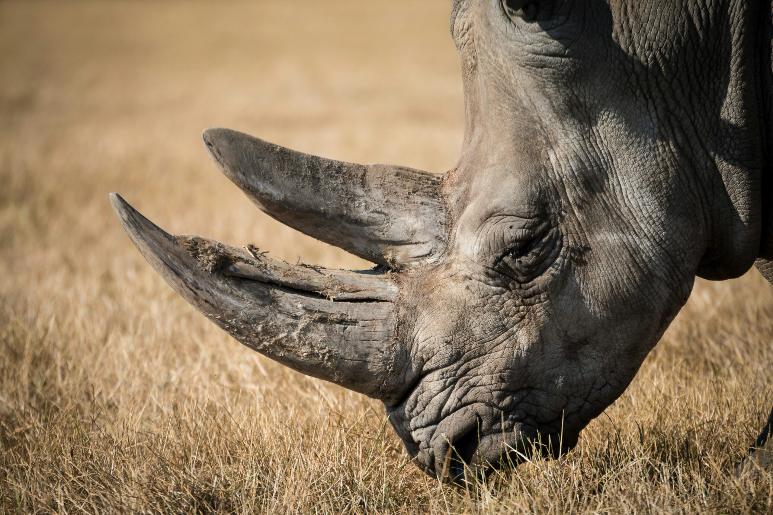 In a stunning discovery, sniffer dogs found dung from Sumatran rhinos in Way Kambas, where they were thought gone forever. One test confirms it is rhino; two more are pending. If verified, it could spark vital rescue efforts—and a new chance for this critically endangered species.