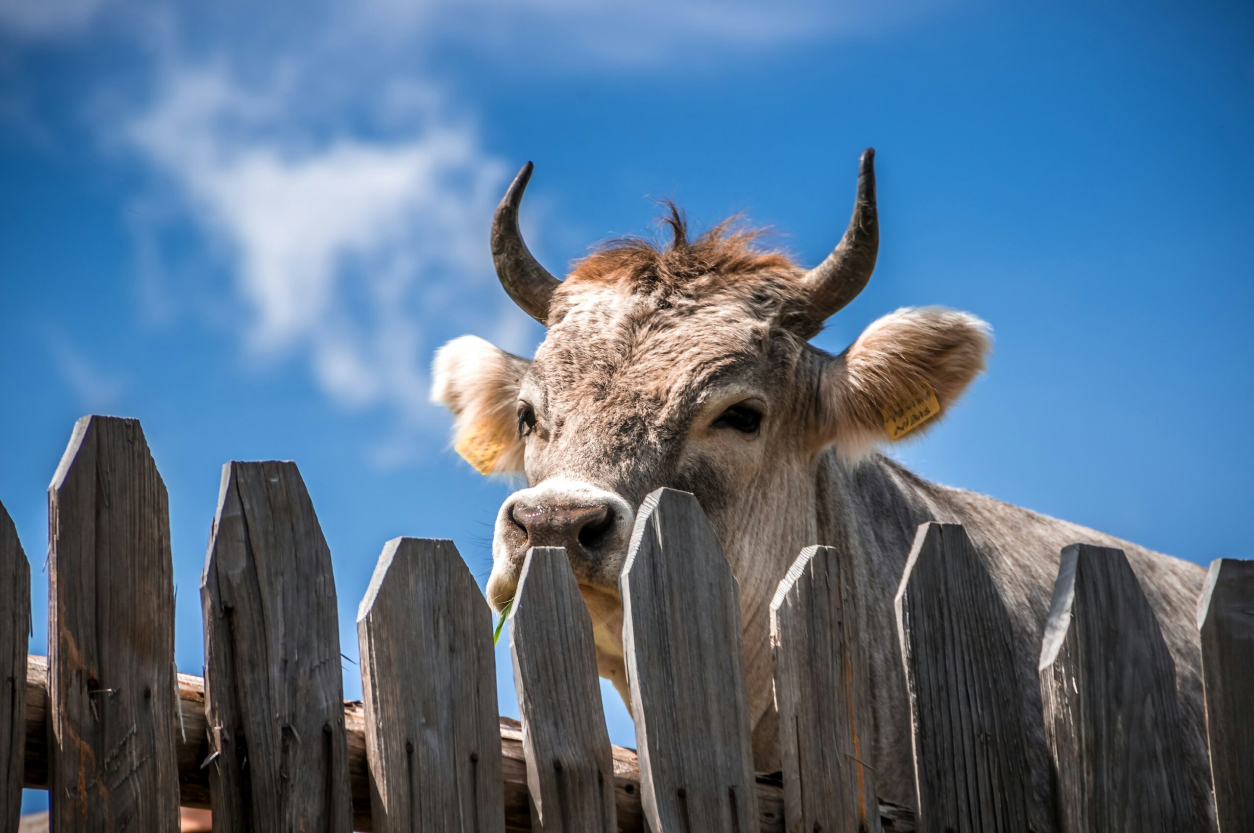 A simple toy such as an inflatable buoy reduces boredom and improves the welfare of dairy cows, a playful approach toward enhancing livestock well-being and understanding animal behavior in indoor farming environments.