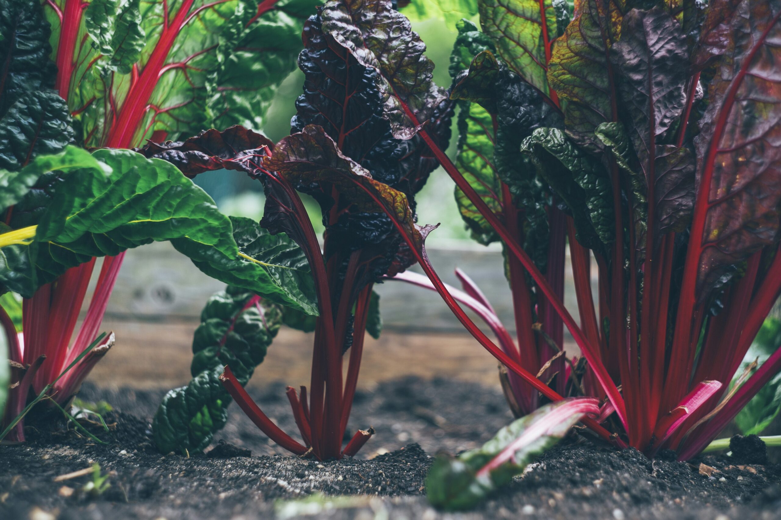 Native communities are using gardening and land stewardship to safeguard their traditions and food security. By combining traditional knowledge with modern science, Indigenous people push for sustainable solutions to a more resilient future.