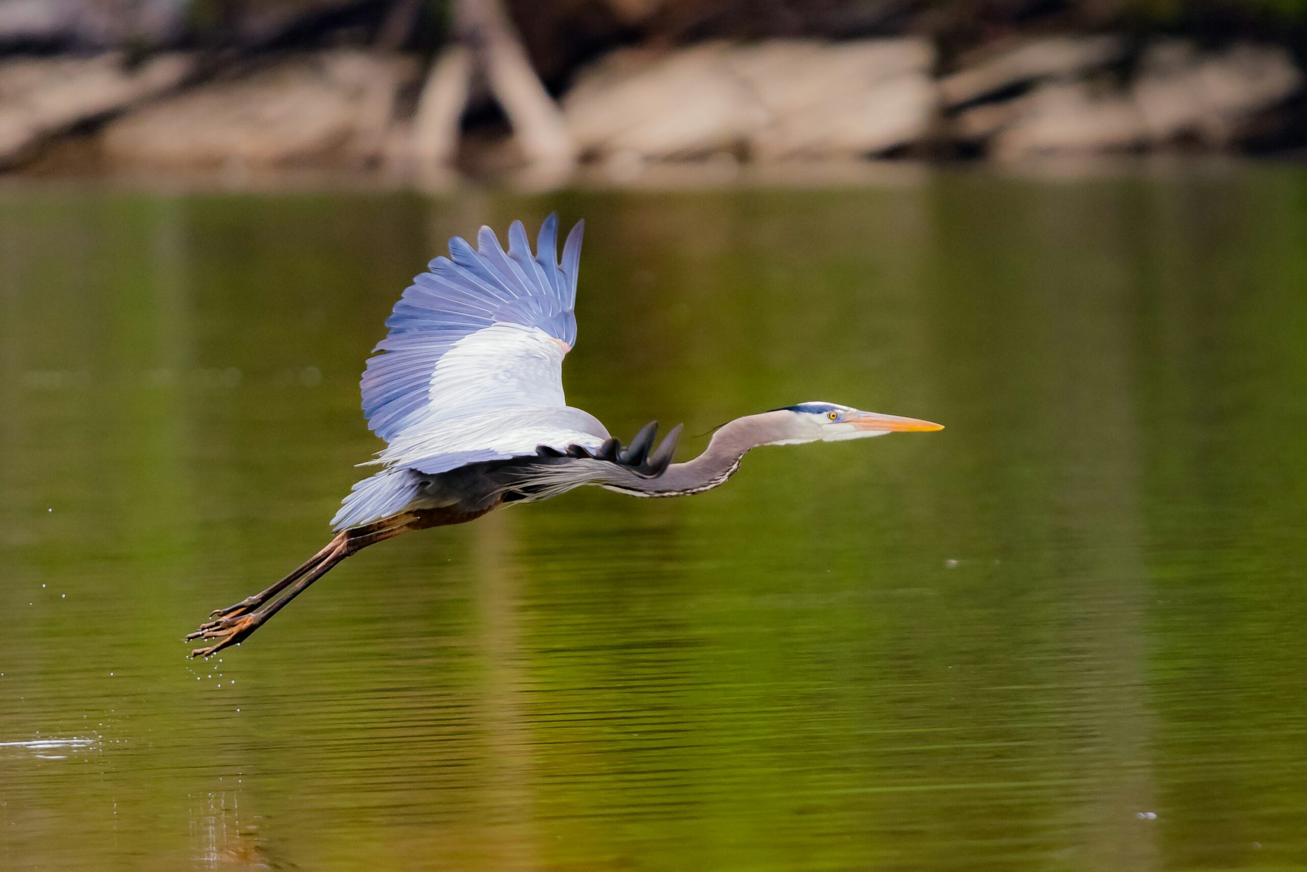 The Rappahannock Tribe in Virginia has made history by becoming the first U.S. tribal nation to grant legal rights to their river, ensuring its protection and sustainability for future generations, highlighting the river’s vital role in their culture and health.