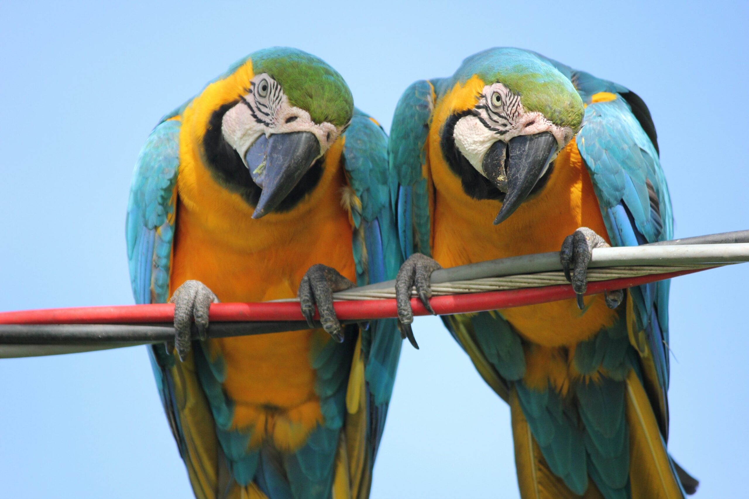 In Bolivia’s flooded savannas, sustainable ranching practices are proving effective in balancing conservation and local livelihoods as they help restore grasslands and protect endangered species like the blue-throated macaw.