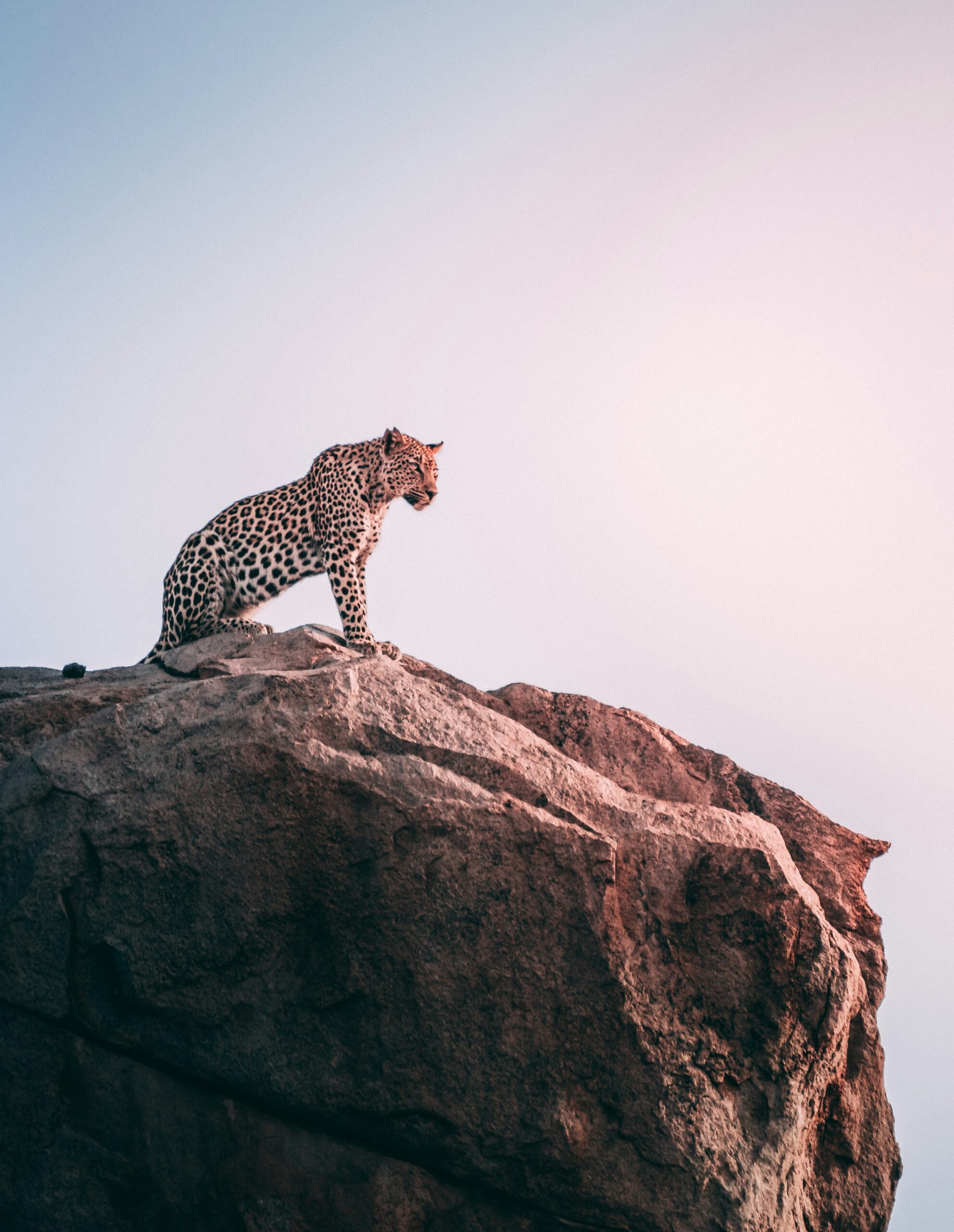 From 4,100 jaguars in 2010 to 5,326 in 2024, Mexico has achieved a 30% increase in its iconic feline’s numbers. Progress stems from protected areas, reduced rancher conflict, and growing awareness. A promising stride in a long fight to secure their future.