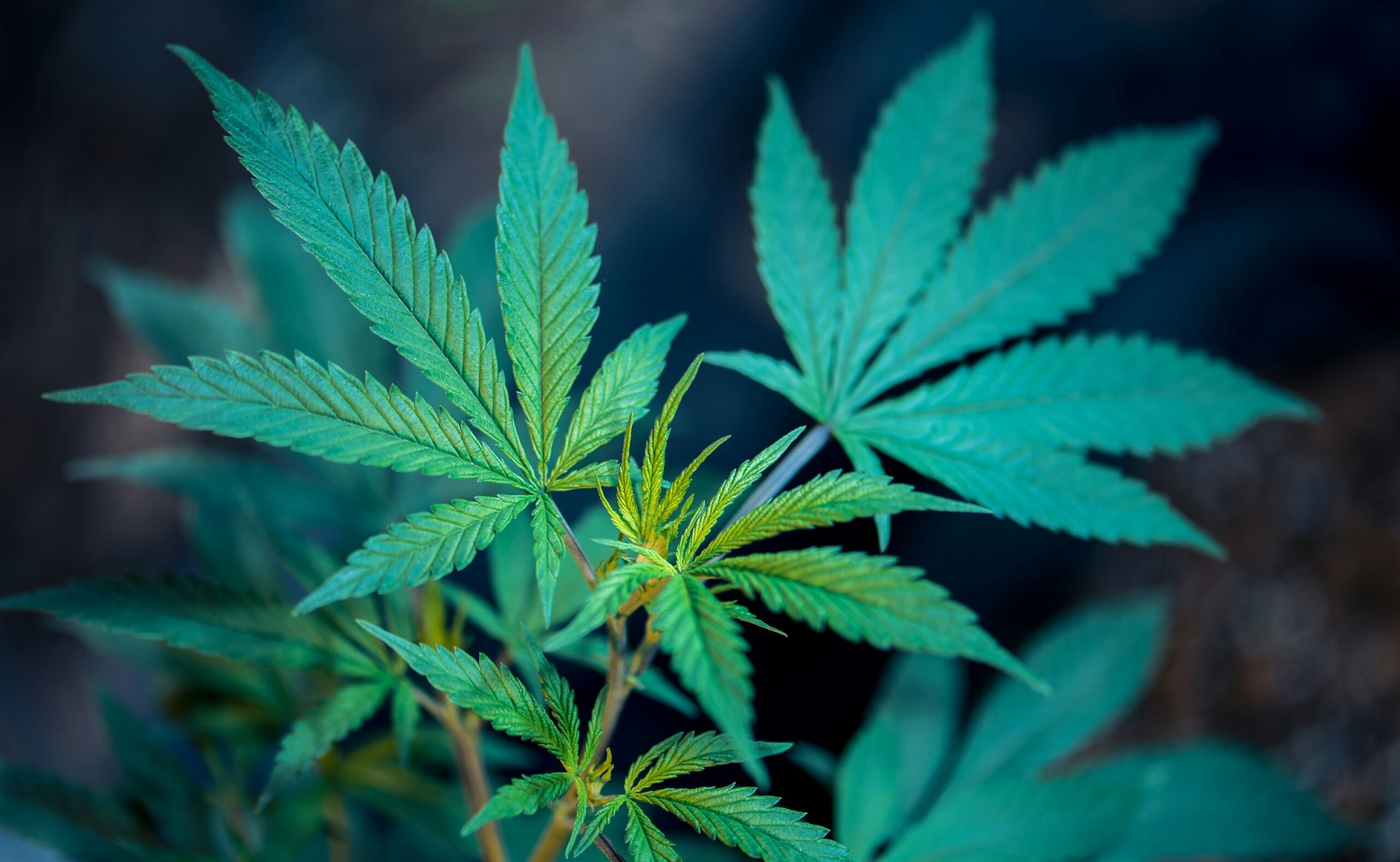 An analysis of more than 10,000 scientific studies has revealed that cannabis has positive and significant effects on cancer, from managing symptoms like nausea and loss of appetite to fighting the disease head-on.