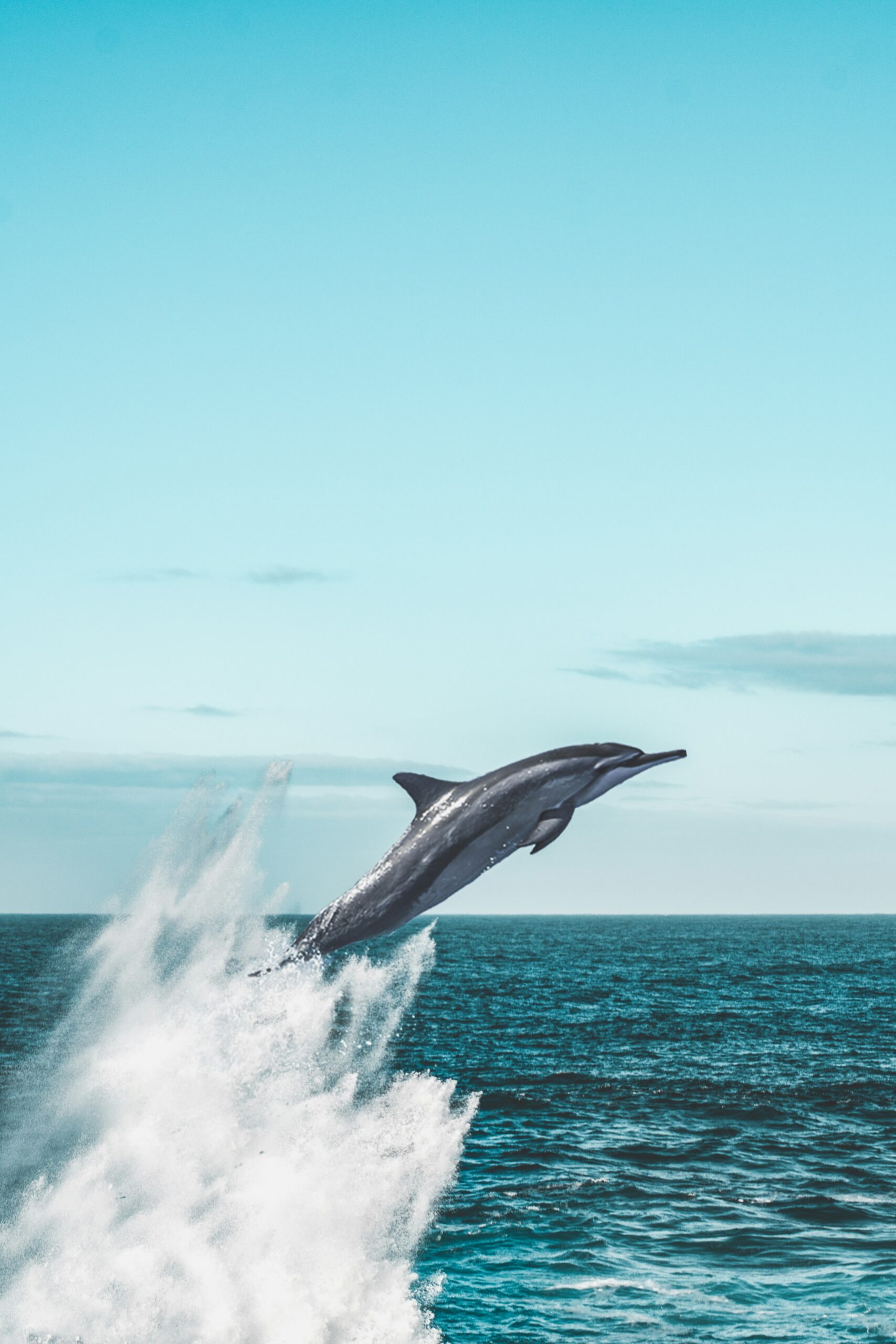 Mexico’s Congress has unanimously banned dolphin and marine mammal shows, ending captivity-based entertainment. About 350 dolphins will move to natural pens, while fines and strict rules ensure this sweeping reform protects animal welfare and promotes ethical tourism.