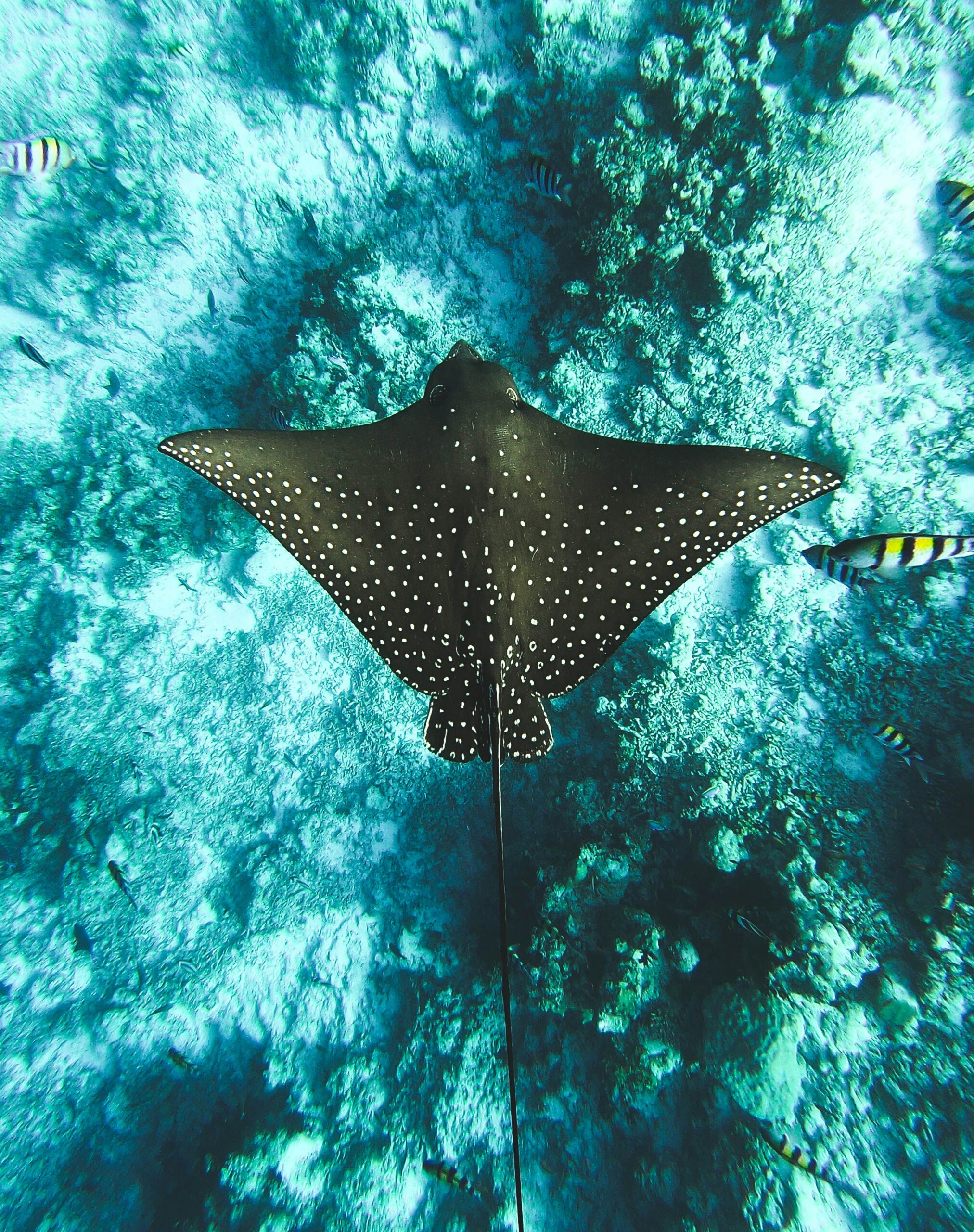 The state of South Australia has banned both recreational and commercial fishing of various endangered or critically endangered sharks and rays, five of which are only found in Australian waters. Fishing of specific stingarees and skates is also banned.