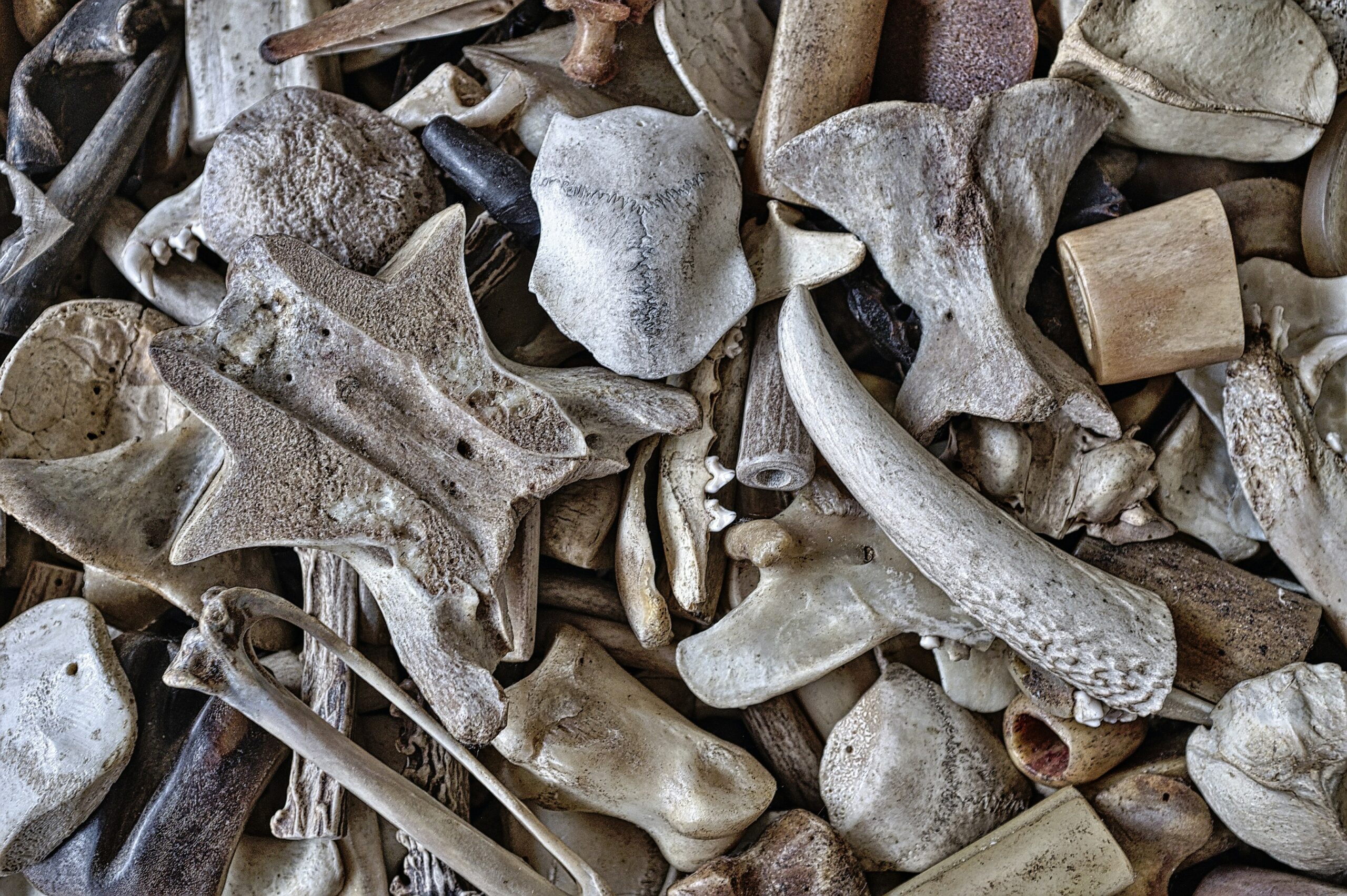 The Netherlands is set to return a collection of fossils, including "Java Man", that have been vital for understanding human evolution,” bridging the link between apes and humans. This significant act of restitution acknowledges historical wrongdoing in the fossil's acquisition.