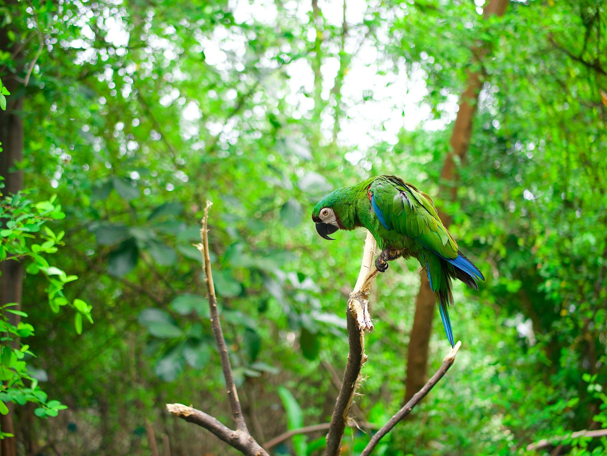 In a major win for Indigenous rights, Ecuador has granted official land title to the Sápara people for 79,000 hectares of ancestral Amazon forest. The move strengthens cultural preservation, environmental stewardship, and global recognition of Indigenous leadership.